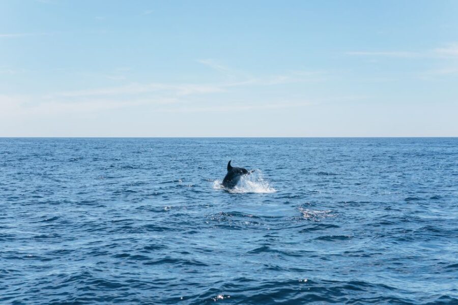 Albufeira: 2.5-Hour Benagil Caves & Dolphin Watching - Value for $40: What You’re Really Paying For