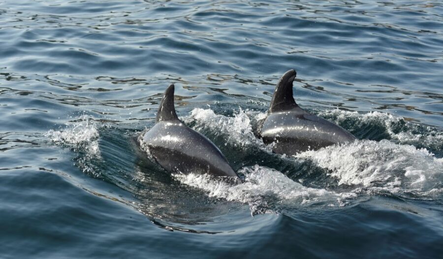 Albufeira: 2.5-Hour Dolphin Watching and Caves Trip - Dolphin Watching From Offshore: How the Search Works