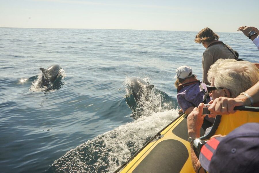 Albufeira: Benagil Caves & Dolphin Watching Speed Boat Tour - What to do after: make the marina your base