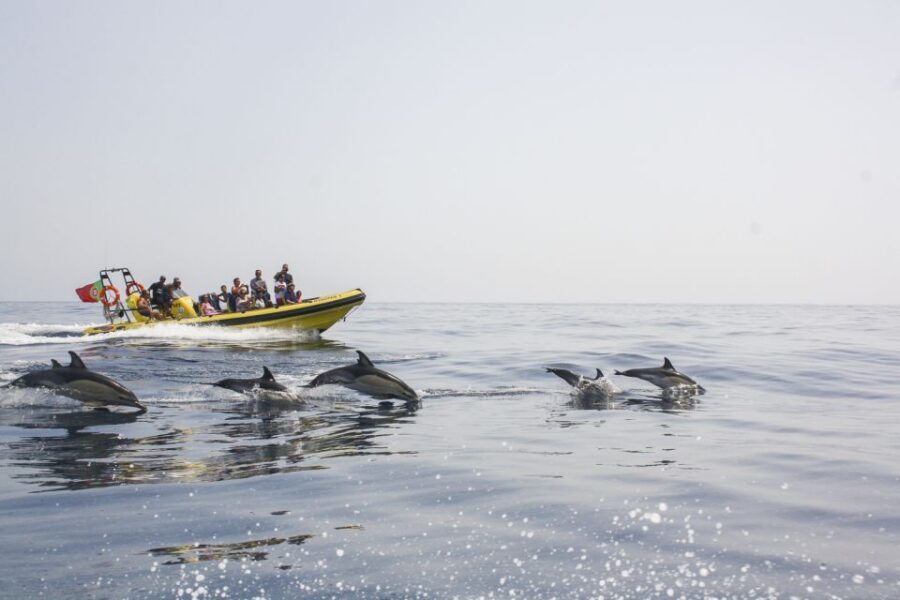 Albufeira: Benagil Caves & Dolphin Watching Speed Boat Tour - Entering Benagil caves: the photo moment is real, but brief