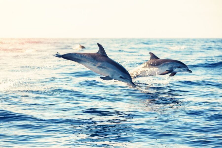 Albufeira: Benagil Caves & Dolphin Watching Speed Boat Tour - The short swimming stop: quick dip, big payoff