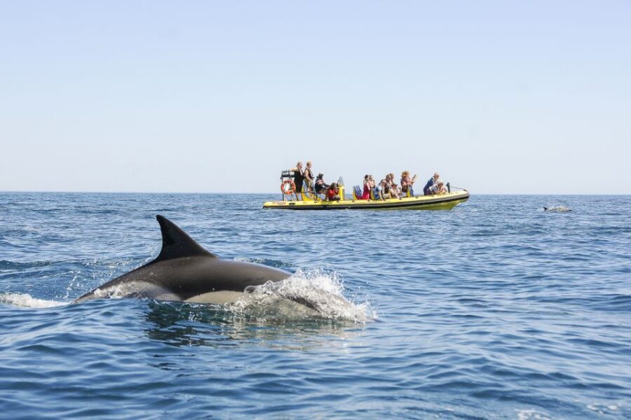 Albufeira: Benagil Caves & Dolphin Watching Speed Boat Tour - Value for money: why $40 can be a smart Algarve day
