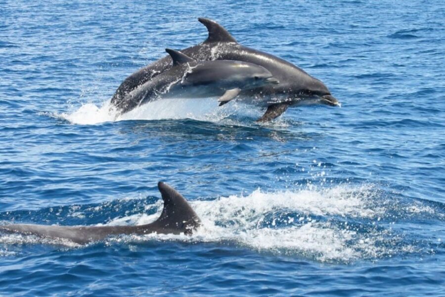 Albufeira: Dolphin Watching and Benagil Cave - Key Things You’ll Notice on This XRide Cruise