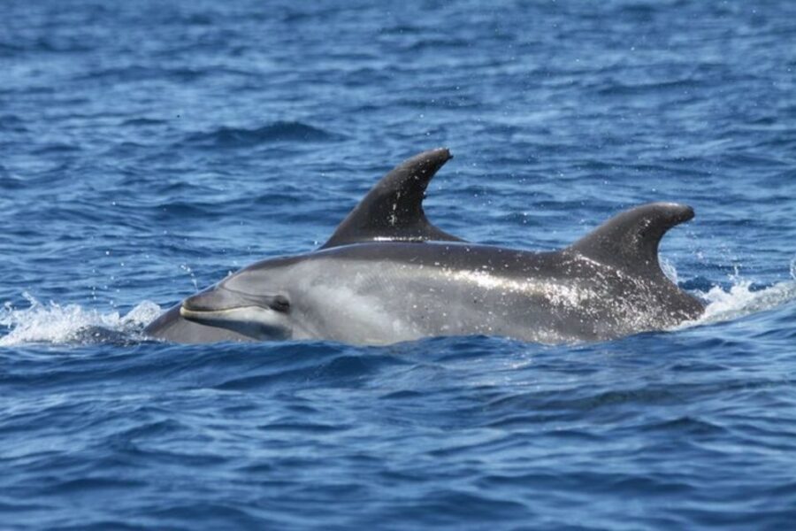 Albufeira: Dolphin Watching and Benagil Cave - The Swim Stop: Short, Fun, and Very Weather-Dependent