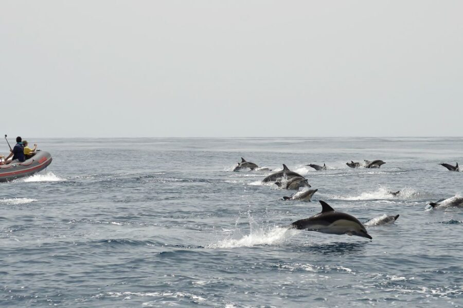 Albufeira: Dolphin Watching and Benagil Cave Boat Cruise - Why Having a Marine Biologist Onboard Changes the Whole Trip