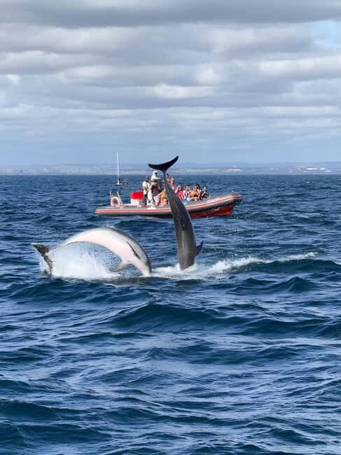 Albufeira: Dolphin Watching and Benagil Cave Boat Cruise - From Albufeira Marina to 18 km of Coast: How the Route Plays