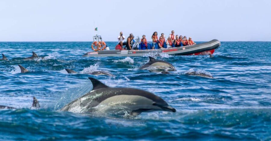 Albufeira: Dolphins, Benagil Caves and Coastline Boat Tour - Is $34 Good Value for Dolphins and Benagil?