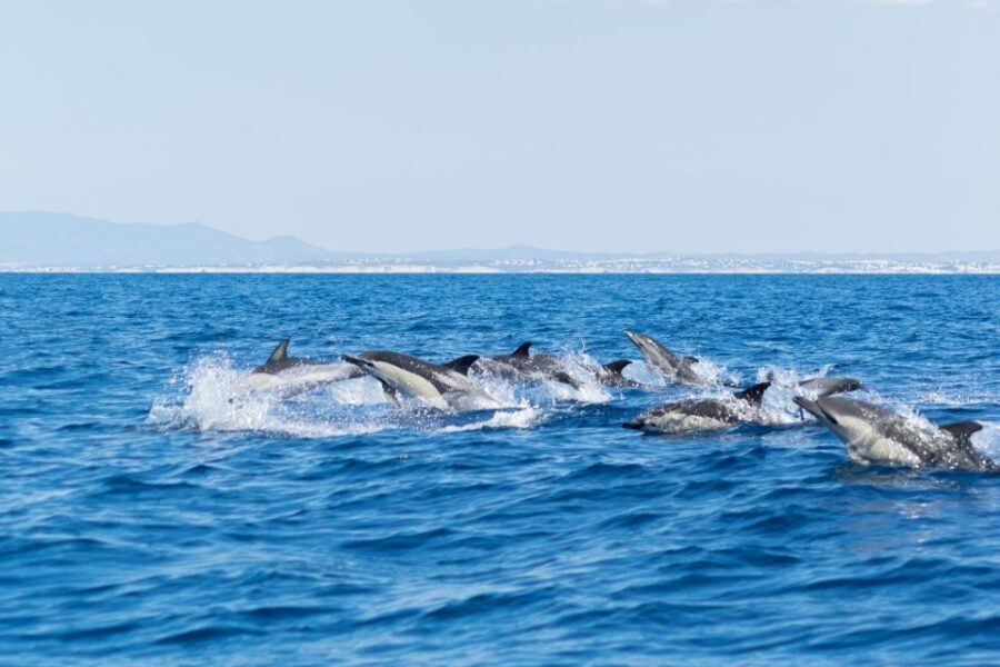 Albufeira: Dolphins, Benagil Caves and Coastline Boat Tour - Should You Book This Dolphin and Benagil RIB Tour?