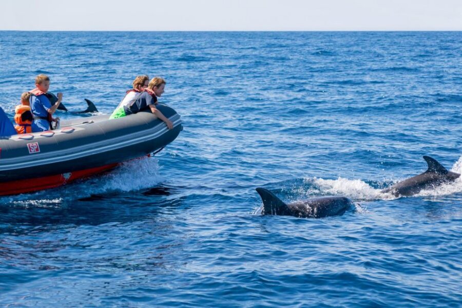 Albufeira: Dolphins, Benagil Caves and Coastline Boat Tour - FAQ