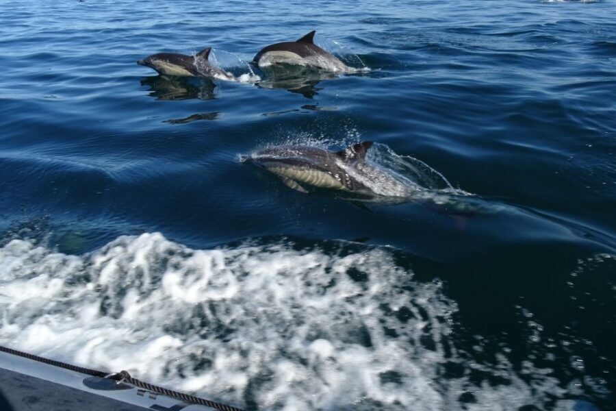 Algarve Dolphin Watching & Marine Life Eco Tour - Key things that make this eco tour worth your time