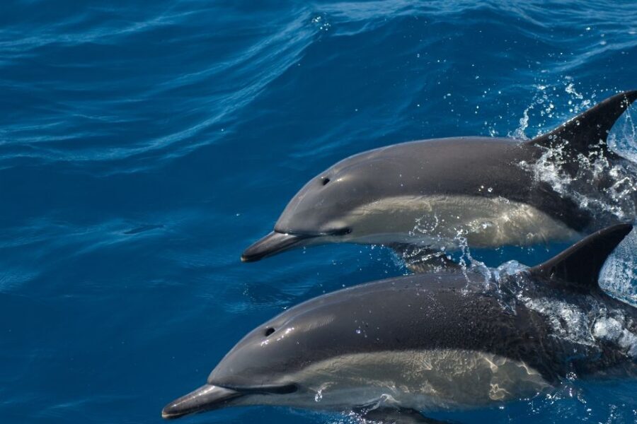 Algarve Dolphin Watching & Marine Life Eco Tour - Who this tour suits best (and who should think twice)