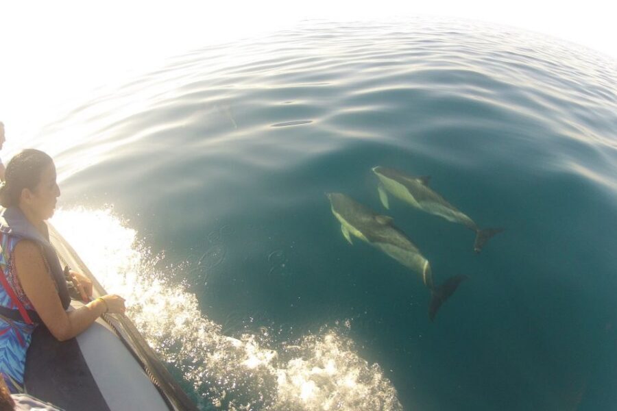 Algarve Dolphin Watching & Marine Life Eco Tour - Why Ria Formosa and Santa Maria Cape are a dolphin-watching sweet spot
