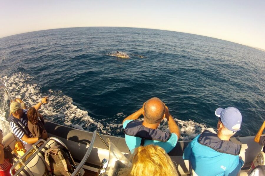 Algarve Dolphin Watching & Marine Life Eco Tour - First stop inside Parque Natural da Ria Formosa: safety + birds + calm-water scanning