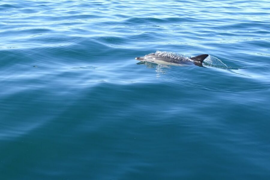 Algarve Dolphin Watching & Marine Life Eco Tour - Ilha do Farol and the cruise outward: when the ocean starts doing its job