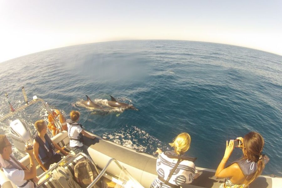 Algarve Dolphin Watching & Marine Life Eco Tour - The guided secret stop: where dolphin watching gets serious
