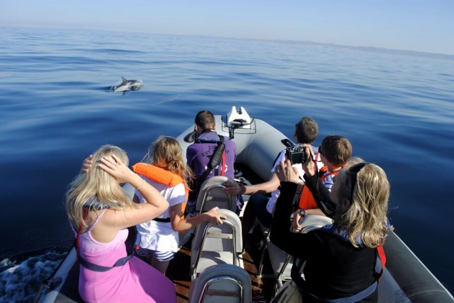 Algarve Dolphin Watching & Marine Life Eco Tour - The return route via Culatra Island and back through Ria Formosa