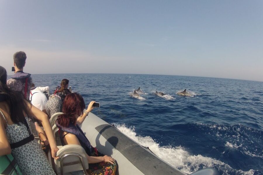 Algarve Dolphin Watching & Marine Life Eco Tour - What wildlife viewing actually feels like on this tour