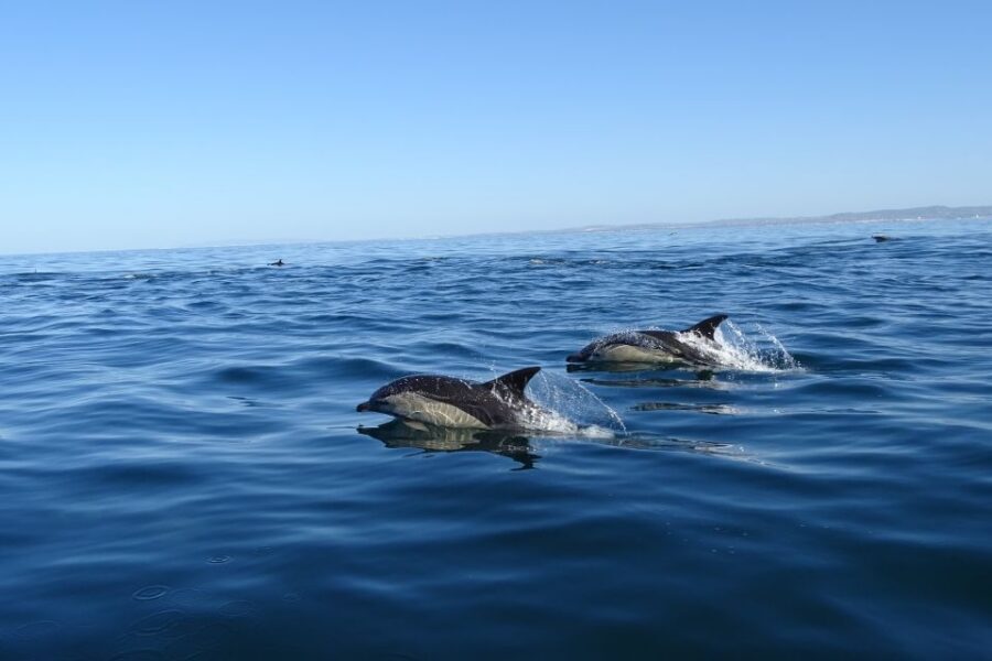 Algarve Dolphin Watching & Marine Life Eco Tour - Price and value: is $64 a fair deal for 2.5 hours?