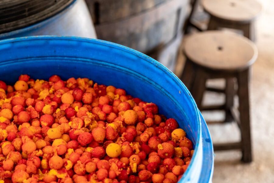 Algarve: Jeep Safari with Distillery Visit & Lunch - Honey production the traditional way (and when you’ll get to taste)