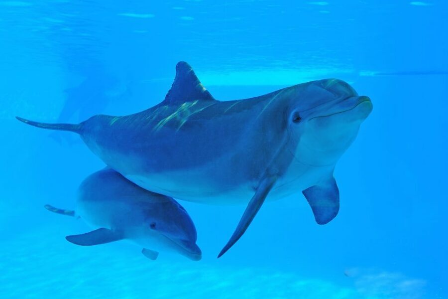 Algarve Zoomarine Ticket and Dolphin Emotions Experience - The water interaction itself: how it feels in real life
