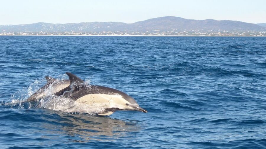 Cabanas de Tavira: Dolphin Watching Boat Tour - Where You Meet (and How Not to Miss the Boat)