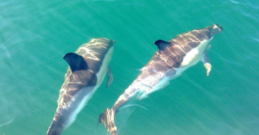 Cabanas de Tavira: Dolphin Watching Boat Tour - Dolphin Watching: How the 95% Odds Play Out in Real Life