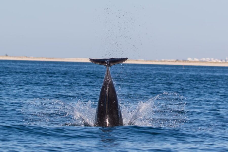 Cabanas de Tavira: Dolphin Watching Boat Tour - Boat Reality Check: A 2.5-Hour Ride on the Ocean