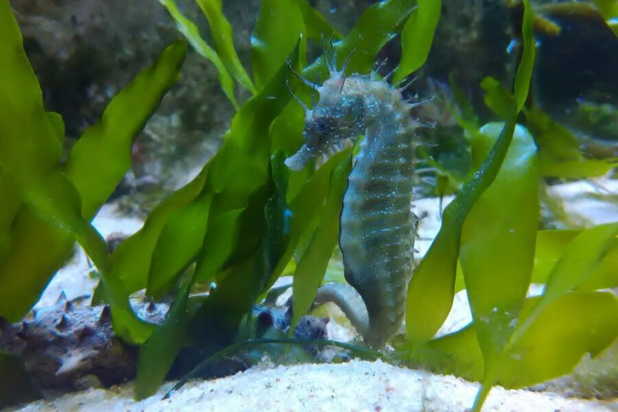 CCVAlgarve Individual Ticket - Two Aquariums: Tropical Color vs. The Ria Formosa Lagoon