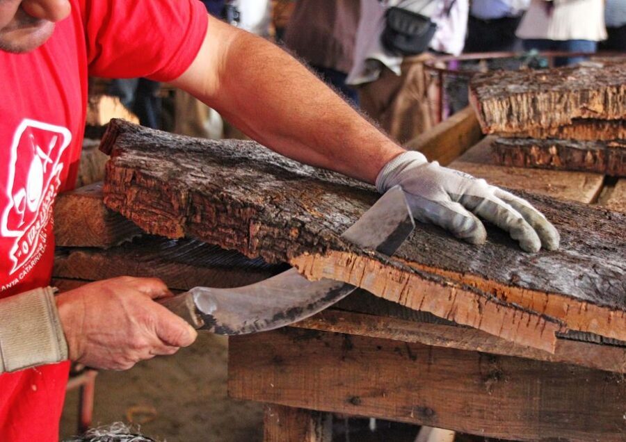 Cork Factory Tour - Harvest to Packing: Why This Process Changes How You Shop