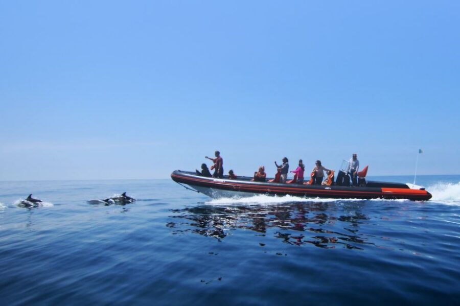 Dolphin Safari and Cave Tour in Vilamoura - Key points to know before you go