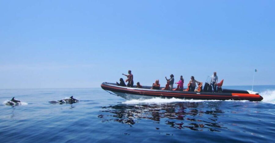 Dolphin Safari and Cave Tour in Vilamoura - Vilamoura Marina check-in and the 2-hour rhythm
