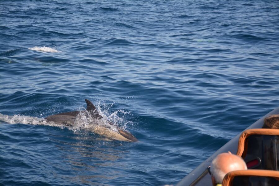 Dolphin Safari and Cave Tour in Vilamoura - Caves and rock formations near Benagil: what to expect