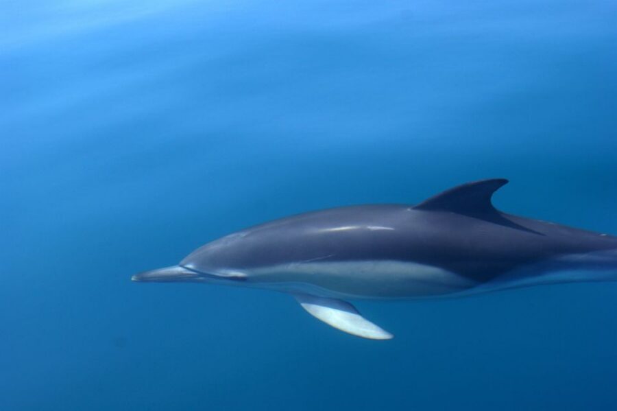 Dolphin Safari and Cave Tour in Vilamoura - Who this Dolphin Safari and Cave Tour suits best