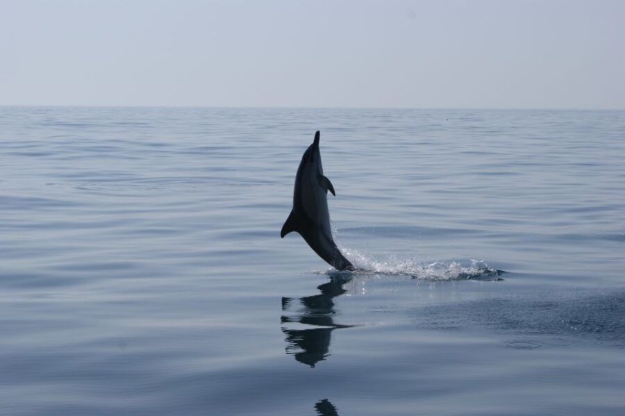 Dolphin Safari and Cave Tour in Vilamoura - Dolphin watching off the Algarve: what you’re paying for