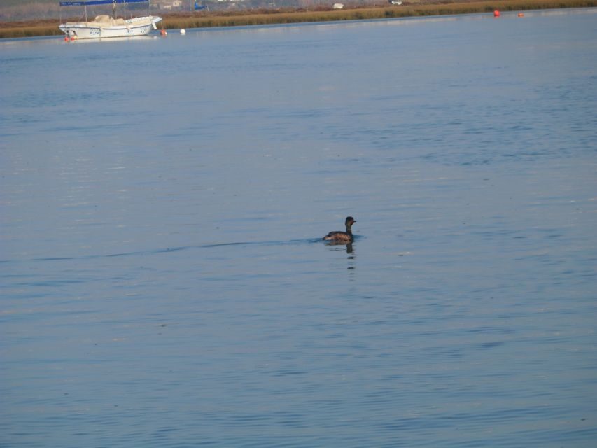 Faro: Eco-Friendly Ria Formosa Bird Watching in Solar Boat - Ria Formosa’s Tides: Why the Birding Rhythm Changes Hour to Hour