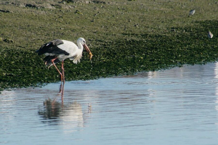 Faro: Eco-Friendly Ria Formosa Bird Watching in Solar Boat - Rua da Porta Nova Start: Getting Oriented Before You Float