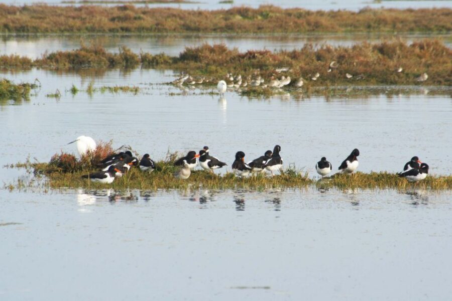 Faro: Eco-Friendly Ria Formosa Bird Watching in Solar Boat - Predators, Waders, and Flamingos: Species You Might Spot