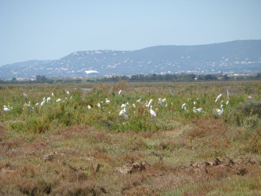 Faro: Eco-Friendly Ria Formosa Bird Watching in Solar Boat - Binoculars, IDs, and Multilingual Guides: Learning Without Feeling Like Homework