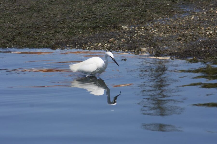 Faro: Eco-Friendly Ria Formosa Bird Watching in Solar Boat - Price and Value: What $47 Buys in Faro’s Wetlands