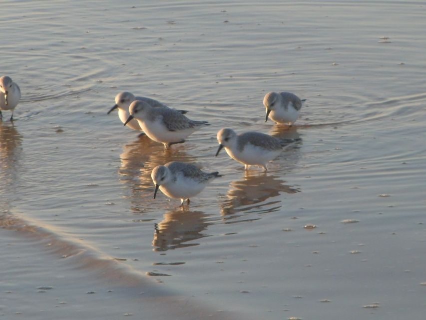 Faro: Eco-Friendly Ria Formosa Bird Watching in Solar Boat - Who This Tour Suits Best (and Who Should Rethink)