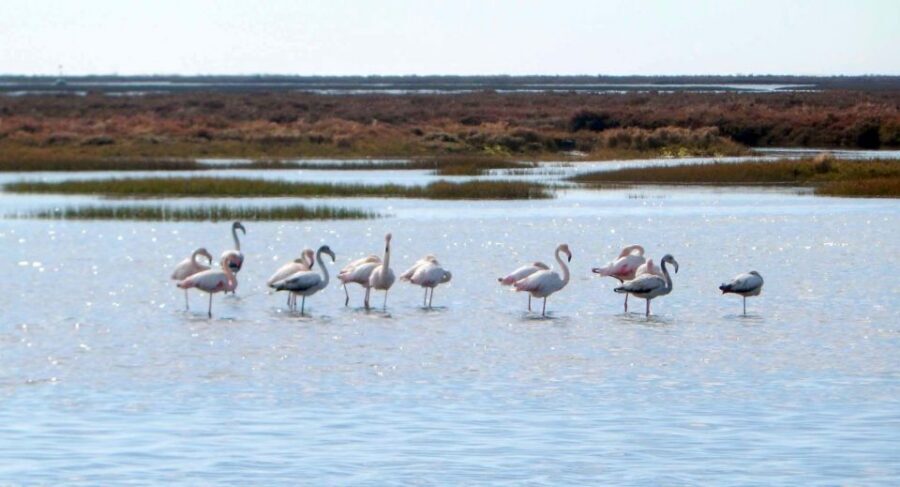 Faro: Eco-Friendly Ria Formosa Bird Watching in Solar Boat - Make Your Book Decision: When to Choose This Solar Bird Tour