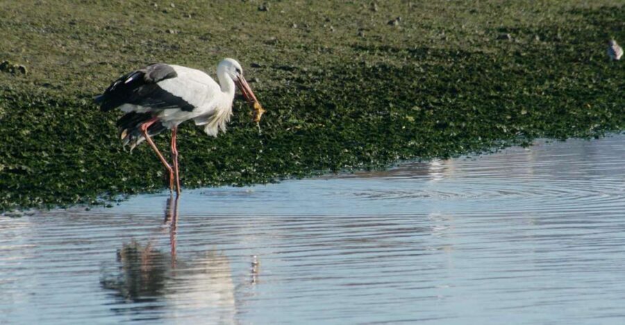 Faro: Eco-Friendly Ria Formosa Bird Watching in Solar Boat - Solar Boat Quiet: The Real Advantage for Close, Unbothered Views