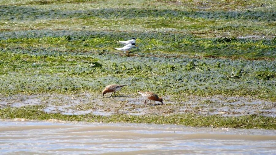 Faro: Ria Formosa Boat Tour by Eco-Friendly Solar Boat - Bird spotting with real bird-and-tide talk from the guide