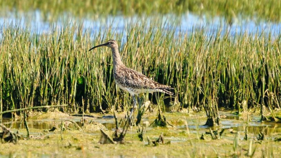 Faro: Ria Formosa Eco Birdwatching Boat Tour - Should you book this Faro eco birdwatching tour?