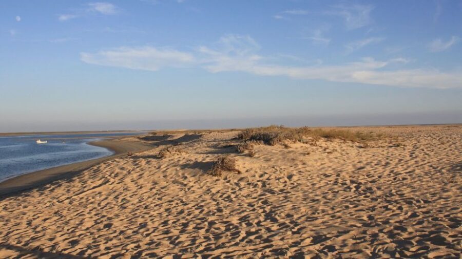 Faro: Ria Formosa Eco Birdwatching Boat Tour - Guides like Andre and Luis: turning sightings into understanding