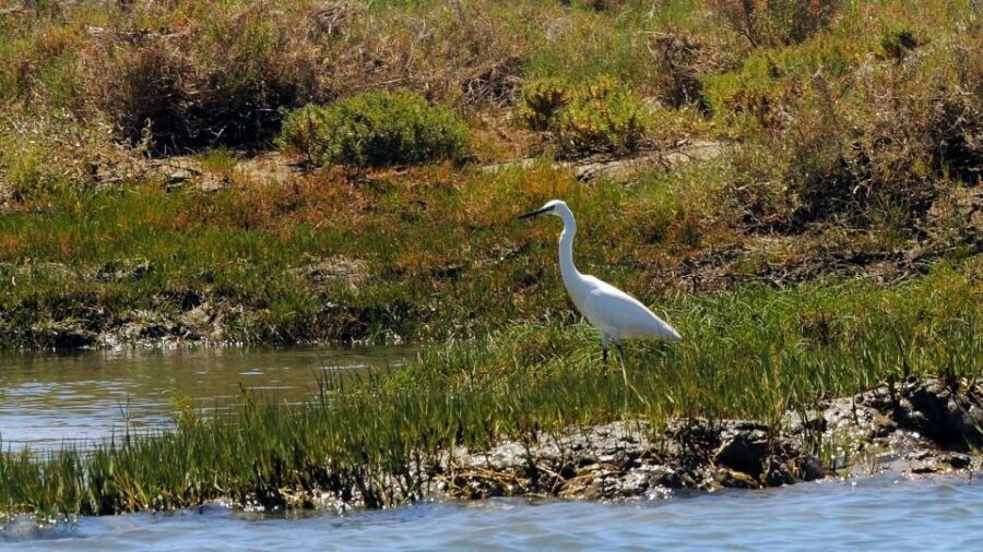 Faro: Ria Formosa Eco Birdwatching Boat Tour - Small-group cruising: gear, comfort, and how to spot faster