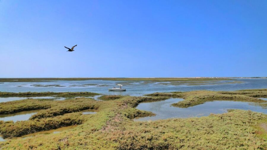Faro: Ria Formosa Eco Birdwatching Boat Tour - April and May alternative: the Barrinha Beach walk when birding slows