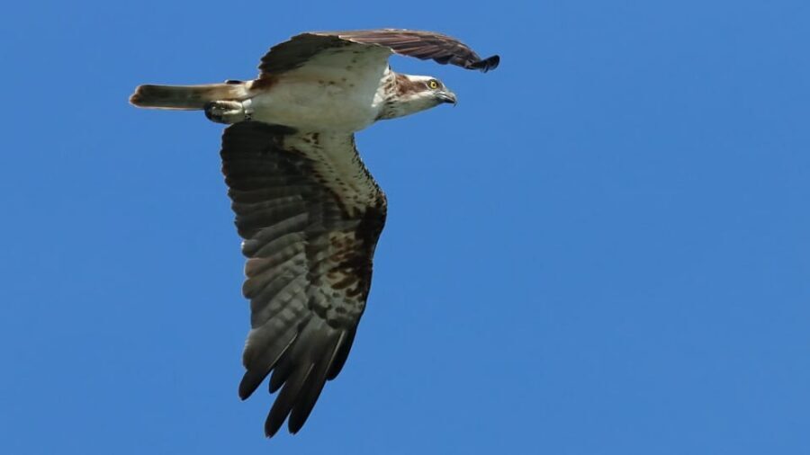 Faro: Ria Formosa Eco Birdwatching Boat Tour - Price and value at about $47 per person