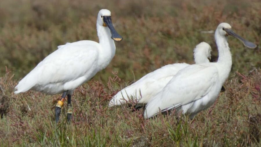 Faro: Ria Formosa Eco Birdwatching Boat Tour - Logistics that matter: where to meet, timing, and what’s not allowed