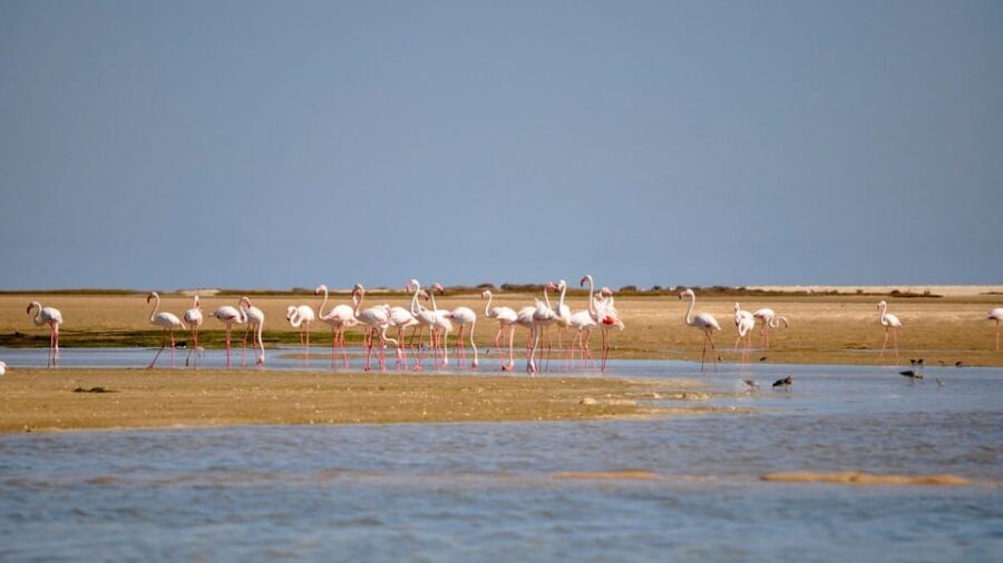 Faro: Ria Formosa Eco Birdwatching Boat Tour - Solar-powered cruise and the 2-hour flow of the trip
